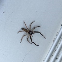 Helpis minitabunda (Threatening jumping spider) at Sullivans Creek, Lyneham South - 18 Oct 2020 by Ned_Johnston