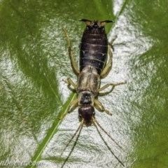 Forficula auricularia (European Earwig) at Hughes, ACT - 11 Oct 2020 by BIrdsinCanberra