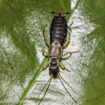 Forficula auricularia (European Earwig) at Hughes, ACT - 11 Oct 2020 by JonSteinbeck