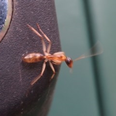 Camponotus claripes (Pale-legged sugar ant) at Flynn, ACT - 27 Oct 2020 by Christine