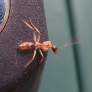 Camponotus claripes at Flynn, ACT - 27 Oct 2020