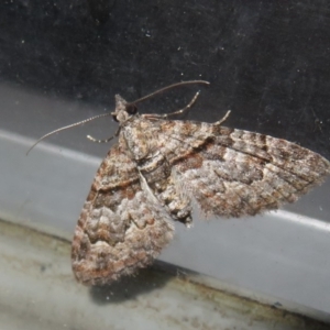 Phrissogonus laticostata at Flynn, ACT - 24 Oct 2020 08:10 PM