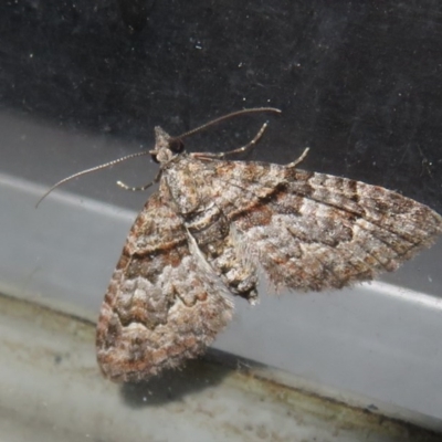 Phrissogonus laticostata (Apple looper moth) at Flynn, ACT - 24 Oct 2020 by Christine