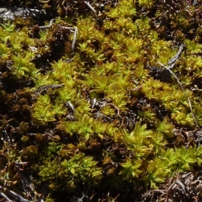 Pottiaceae (family) (A moss) at Bruce Ridge - 18 Oct 2020 by JanetRussell