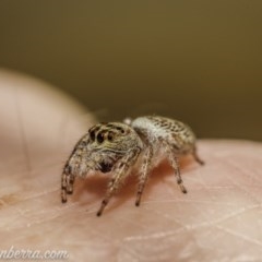 Opisthoncus grassator (Jumping spider) at Hughes, ACT - 10 Oct 2020 by BIrdsinCanberra