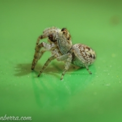 Opisthoncus grassator at Hughes, ACT - 11 Oct 2020