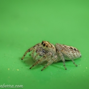 Opisthoncus grassator at Hughes, ACT - 11 Oct 2020