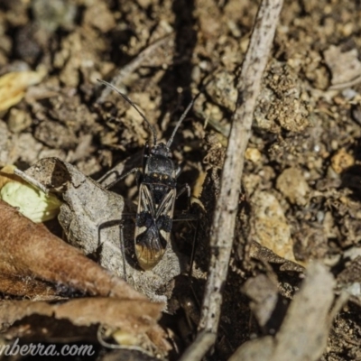 Dieuches sp. (genus) (Black and White Seed Bug) at Hughes, ACT - 11 Oct 2020 by BIrdsinCanberra