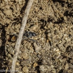 Dieuches sp. (genus) at Hughes, ACT - 11 Oct 2020