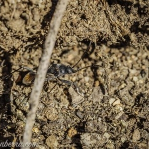 Dieuches sp. (genus) at Hughes, ACT - 11 Oct 2020