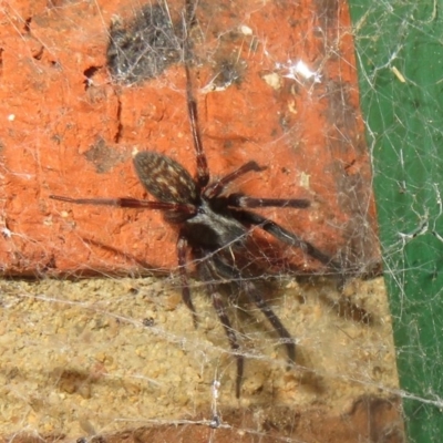 Badumna insignis (Black House Spider) at Flynn, ACT - 24 Oct 2020 by Christine