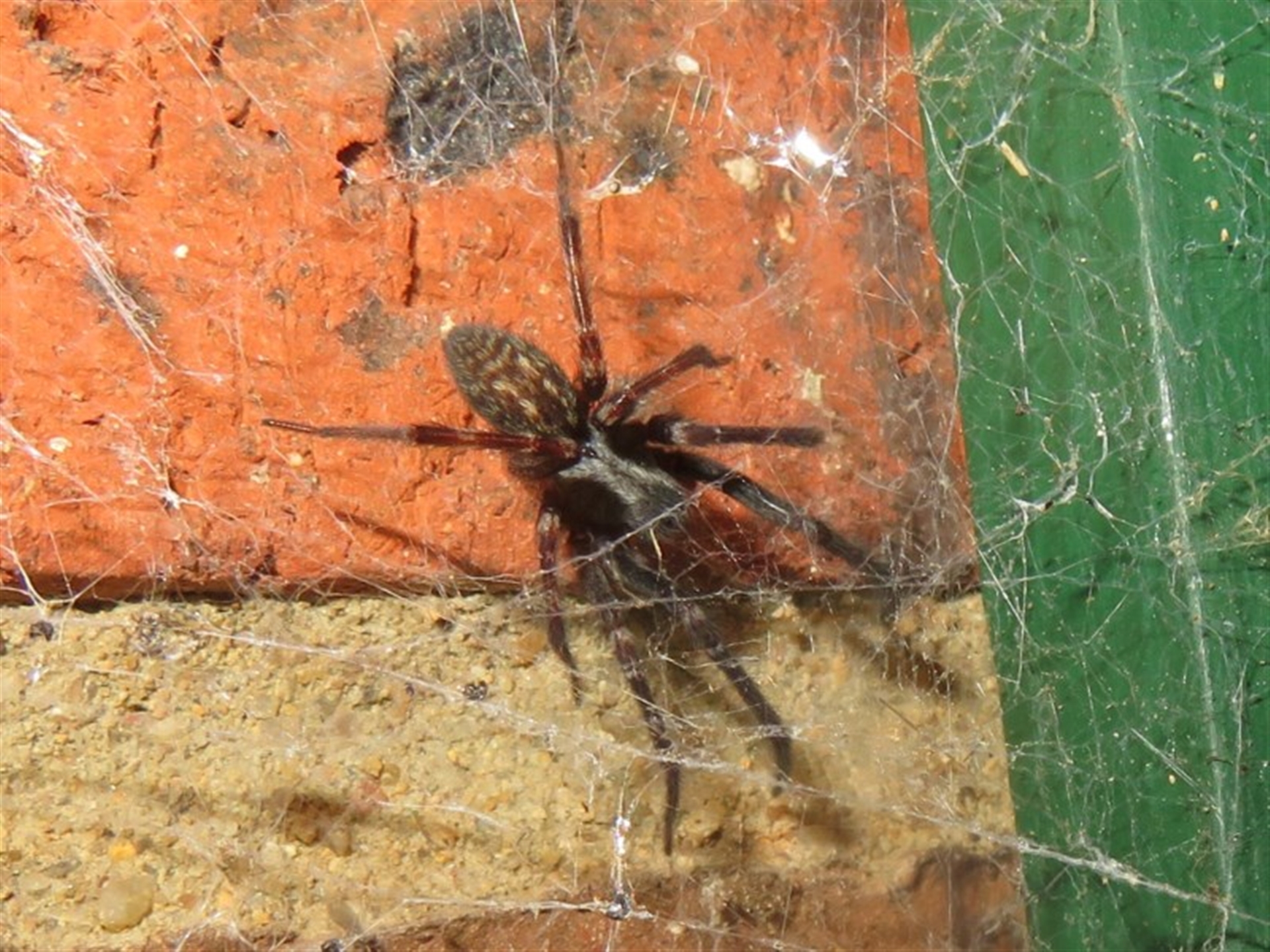 Badumna insignis at Flynn, ACT - 24 Oct 2020 08:12 PM