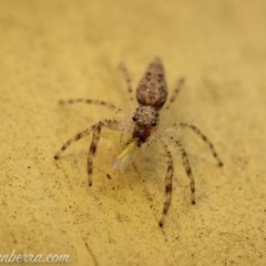 Helpis minitabunda (Threatening jumping spider) at Hughes, ACT - 11 Oct 2020 by JonSteinbeck