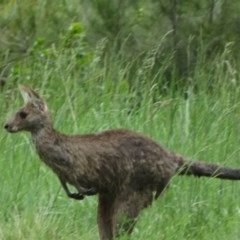 Macropus giganteus (Eastern Grey Kangaroo) at Latham, ACT - 24 Oct 2020 by Christine