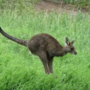 Macropus giganteus at Latham, ACT - 25 Oct 2020 09:40 AM