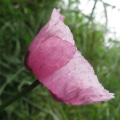 Papaver somniferum (Opium Poppy) at Coree, ACT - 26 Oct 2020 by Christine