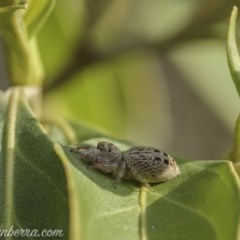 Opisthoncus grassator (Jumping spider) at Hughes, ACT - 11 Oct 2020 by JonSteinbeck