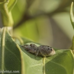 Opisthoncus grassator (Jumping spider) at Hughes, ACT - 11 Oct 2020 by BIrdsinCanberra