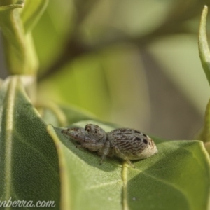 Opisthoncus grassator at Hughes, ACT - 11 Oct 2020