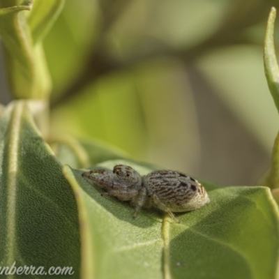 Opisthoncus grassator (Jumping spider) at Hughes, ACT - 11 Oct 2020 by JonSteinbeck