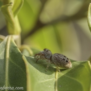 Opisthoncus grassator at Hughes, ACT - 11 Oct 2020