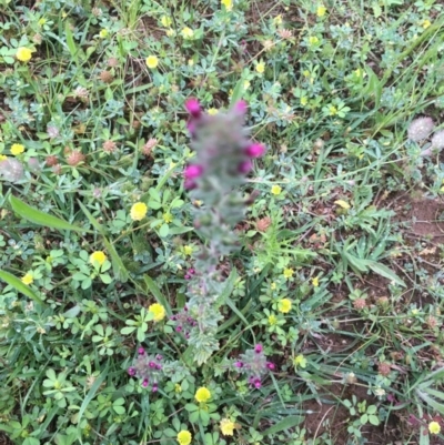 Parentucellia latifolia (Red Bartsia) at Red Hill, ACT - 24 Oct 2020 by Tapirlord