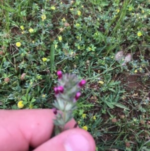 Parentucellia latifolia at Red Hill, ACT - 24 Oct 2020