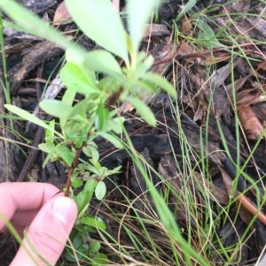 Pyracantha fortuneana at Garran, ACT - 27 Oct 2020