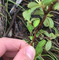 Pyracantha fortuneana at Garran, ACT - 27 Oct 2020