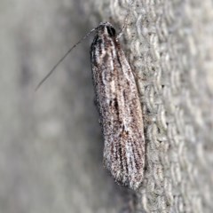 Agriophara (genus) (A Flat-bodied moth (Stenomatinae, Depressariidae)) at O'Connor, ACT - 4 Oct 2020 by ibaird