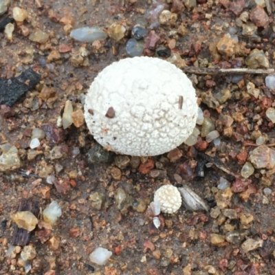 Bovista (A puffball) at Hughes Garran Woodland - 27 Oct 2020 by Tapirlord