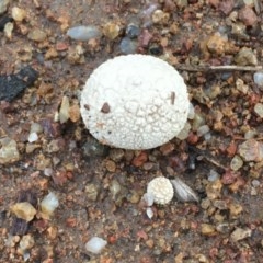 Bovista (A puffball) at Hughes, ACT - 27 Oct 2020 by Tapirlord