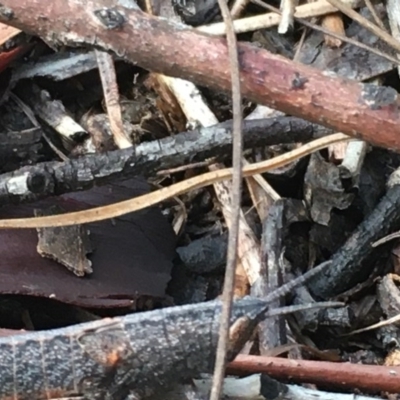 Acrididae sp. (family) (Unidentified Grasshopper) at Hughes, ACT - 27 Oct 2020 by Tapirlord