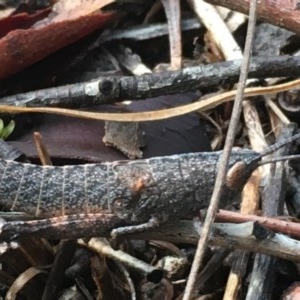 Acrididae sp. (family) at Hughes, ACT - 27 Oct 2020