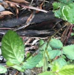 Rubus anglocandicans (Blackberry) at Hughes Garran Woodland - 27 Oct 2020 by Tapirlord