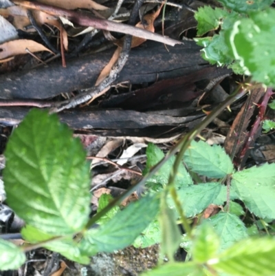 Rubus anglocandicans (Blackberry) at Hughes Garran Woodland - 27 Oct 2020 by Tapirlord