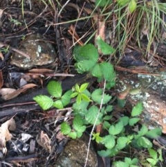 Rubus anglocandicans at Garran, ACT - 27 Oct 2020