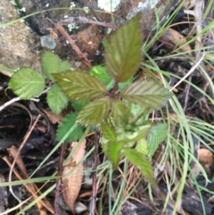 Rubus anglocandicans at Garran, ACT - 27 Oct 2020