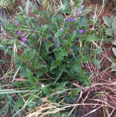 Solanum cinereum (Narrawa Burr) at Red Hill to Yarralumla Creek - 27 Oct 2020 by Tapirlord