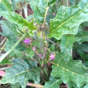 Solanum cinereum at Hughes, ACT - 27 Oct 2020 06:47 PM