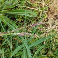 Nassella neesiana (Chilean Needlegrass) at Red Hill to Yarralumla Creek - 27 Oct 2020 by JackyF