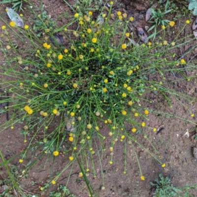 Calotis lappulacea (Yellow Burr Daisy) at Hughes Grassy Woodland - 27 Oct 2020 by JackyF