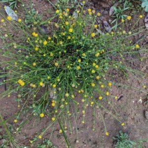 Calotis lappulacea at Hughes, ACT - 27 Oct 2020