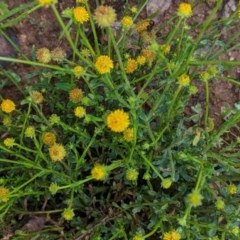 Calotis lappulacea at Hughes, ACT - 27 Oct 2020