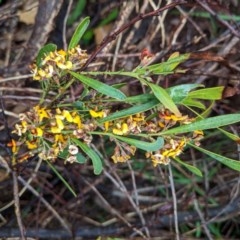 Daviesia mimosoides (Bitter Pea) at Hughes Grassy Woodland - 27 Oct 2020 by JackyF