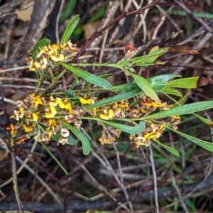 Daviesia mimosoides at Hughes, ACT - 27 Oct 2020