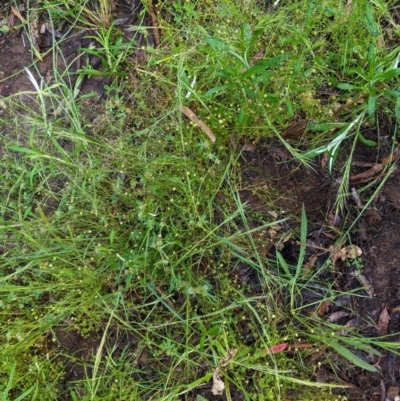 Cotula australis (Common Cotula, Carrot Weed) at Hughes Grassy Woodland - 27 Oct 2020 by JackyF