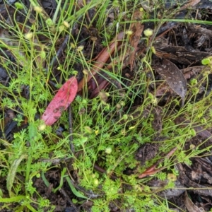 Cotula australis at Hughes, ACT - 27 Oct 2020