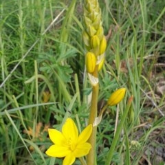 Bulbine bulbosa (Golden Lily) at Cook, ACT - 11 Oct 2020 by drakes