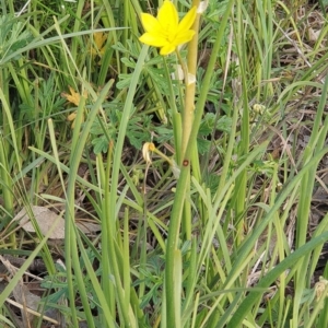 Bulbine bulbosa at Cook, ACT - 12 Oct 2020